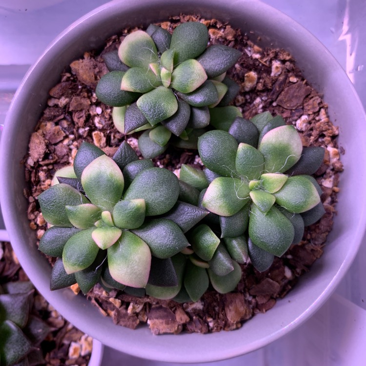 Plant image Anacampseros rufescens 'Sunrise' variegated