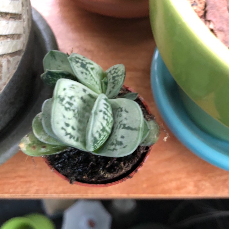 Plant image x Gasteraloe 'Green Ice'