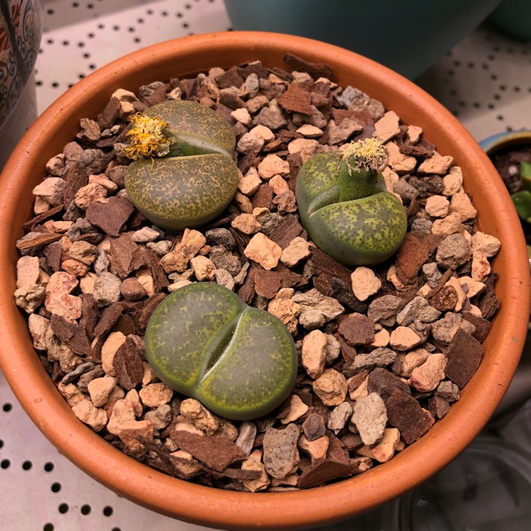 Plant image Lithops Lesliei Albinica