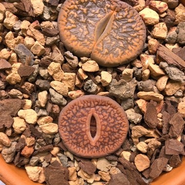 Lithops Aucampiae