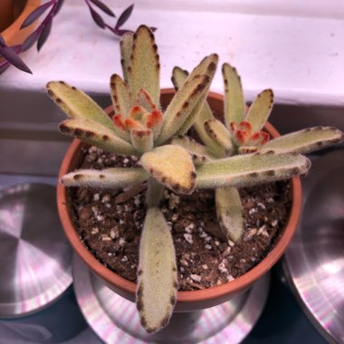 Kalanchoe Tomentosa 'Chocolate Soldier'