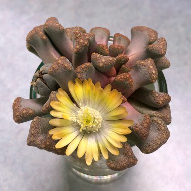 Titanopsis 'Hugo-schlechteri'