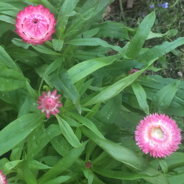 Plant image Helichrysum