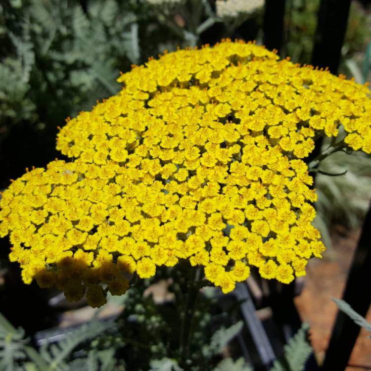 Plant image Achillea filipendulina