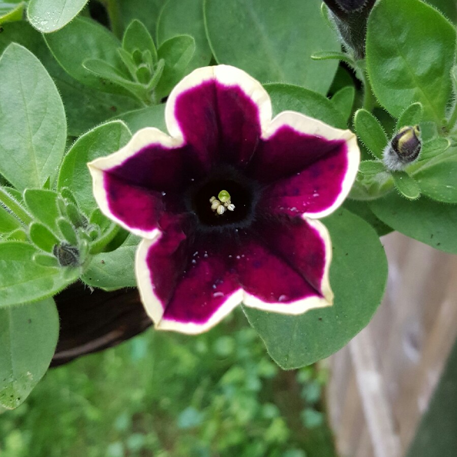 Plant image Petunia 'Pegasus Velvet Picotee'