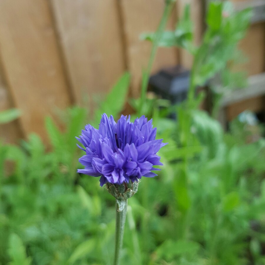 plant image 148320