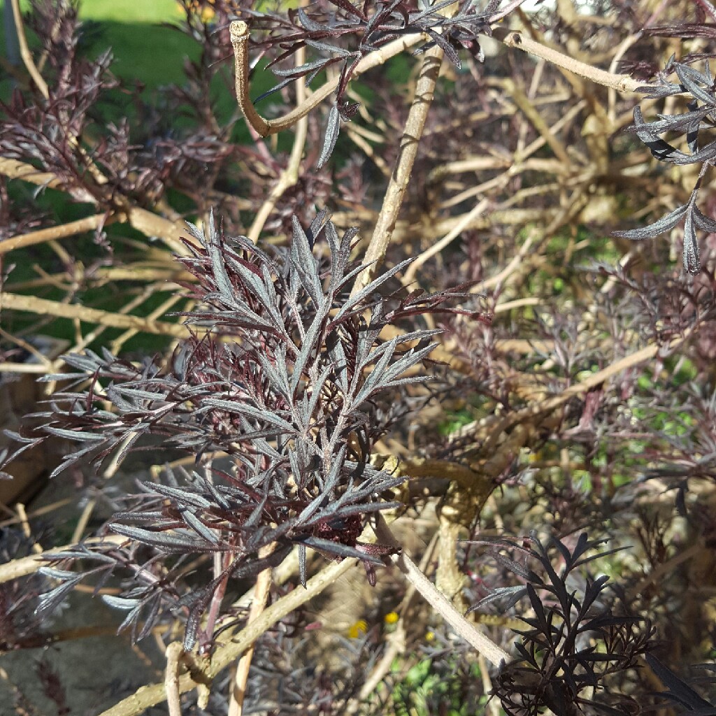 Sambucus nigra f. porphyrophylla 'Eva' syn. Sambucus nigra f. porphyrophylla 'Black Lace', Sambucus nigra 'Black Lace'