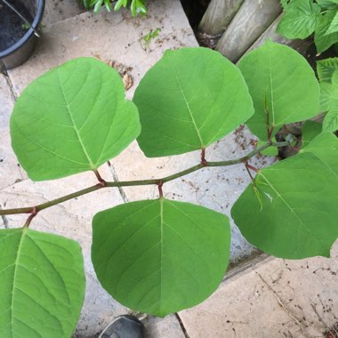 Fallopia japonica syn.  Reynoutria japonica ; Polygonum cuspidatum