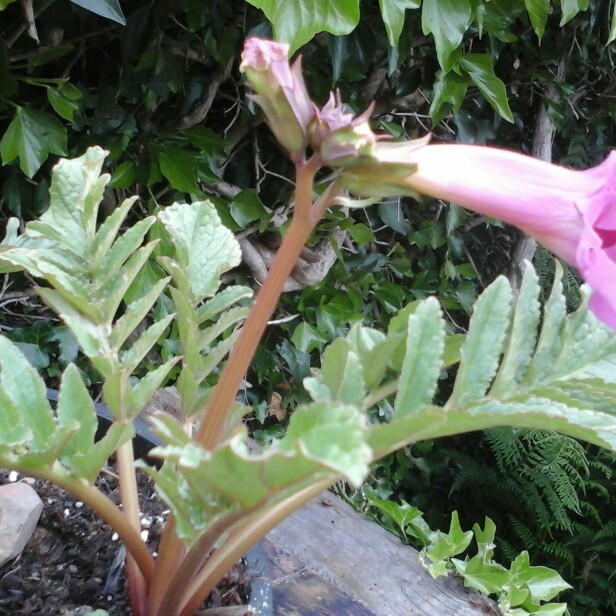 Plant image Incarvillea Delavayi