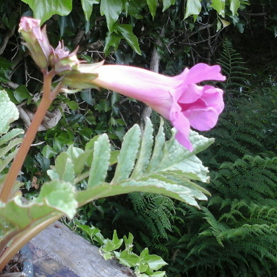 Plant image Incarvillea Delavayi