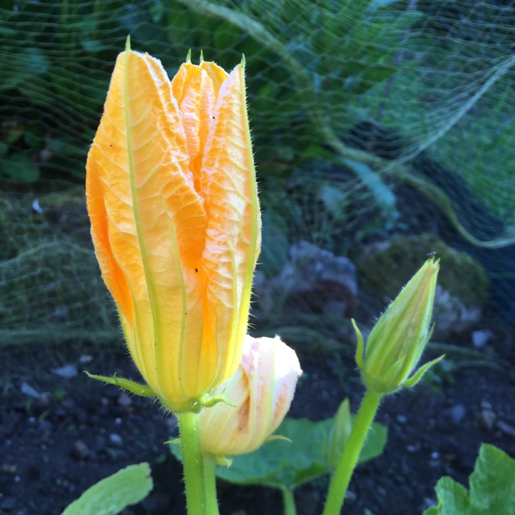 Plant image Cucurbita maxima 'Jack-o'-Lantern'