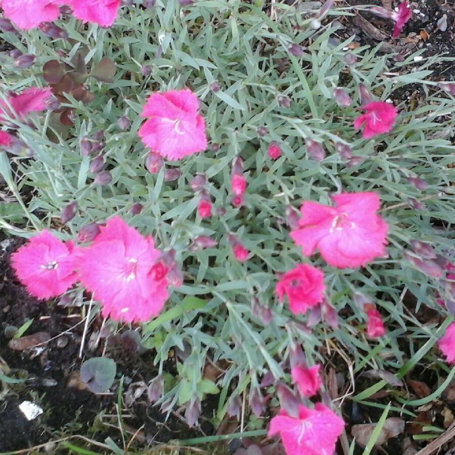 Plant image Dianthus deltoides 'Confetti Carmine Cherry Red'