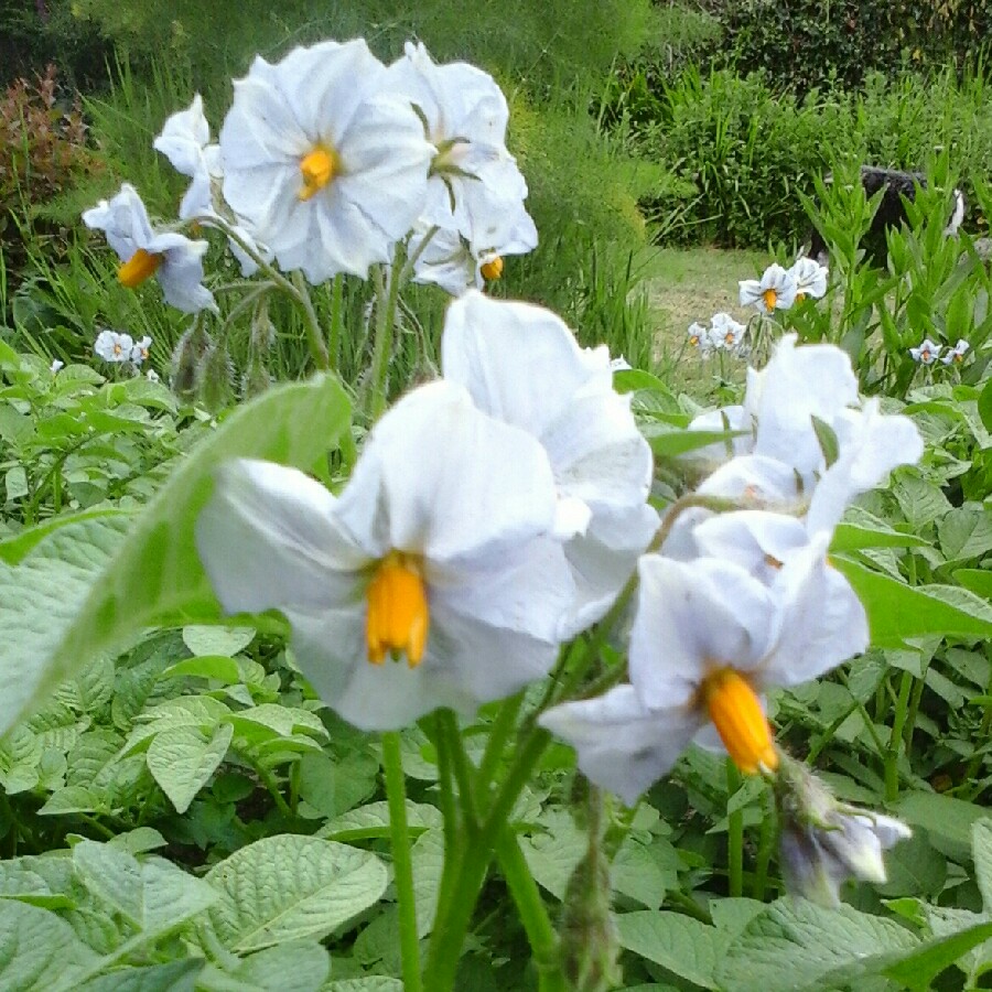 Plant image Solanum tuberosum 'Wilja'