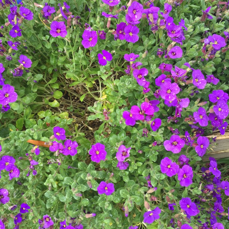 Plant image Aubrieta 'Audelpur' (Axcent Series) syn. Aubrieta 'Axcent Deep Purple'