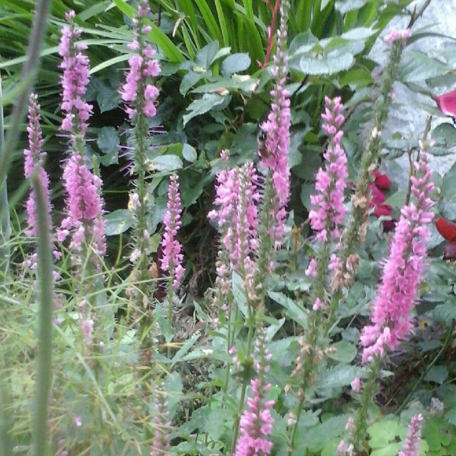 Plant image Veronica 'Baby Doll'