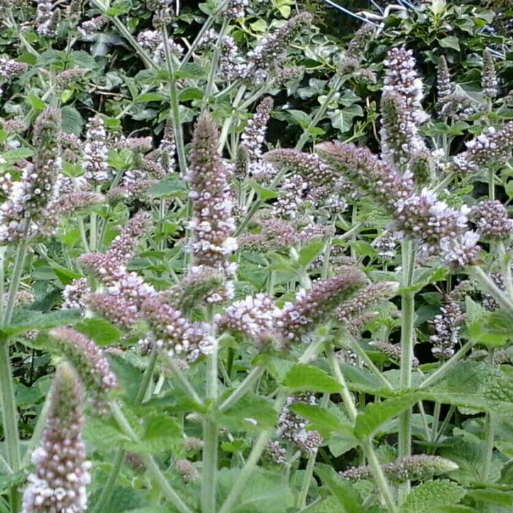 Plant image Mentha suaveolens