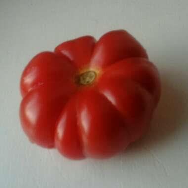 Solanum Lycopersicum 'Costaluto Fiorentino'