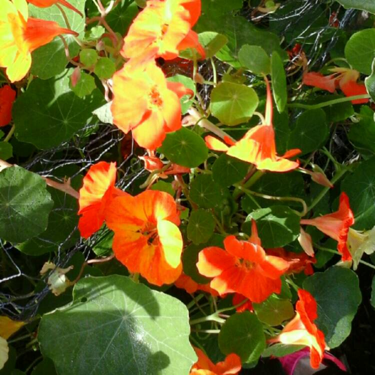 Plant image Tropaeolum lobbianum 'Spitfire'