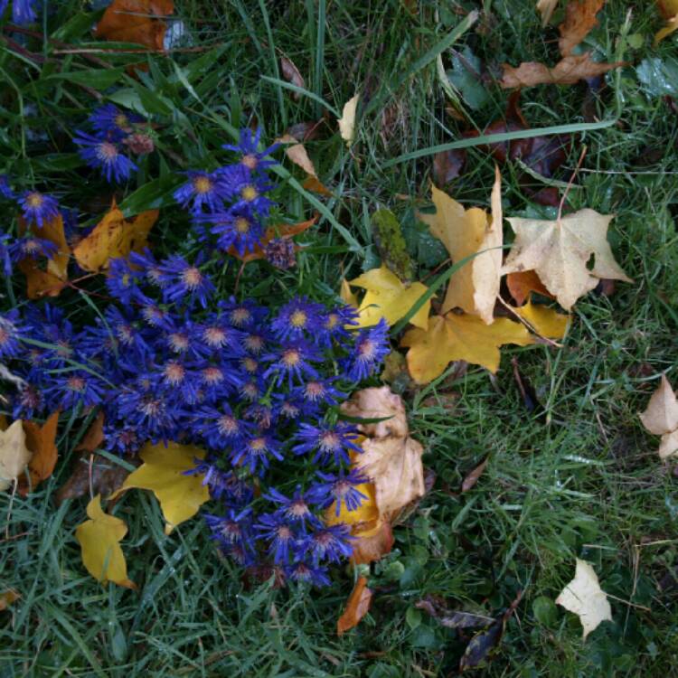 Plant image Aster lateriflorus 'Lady In Blue'