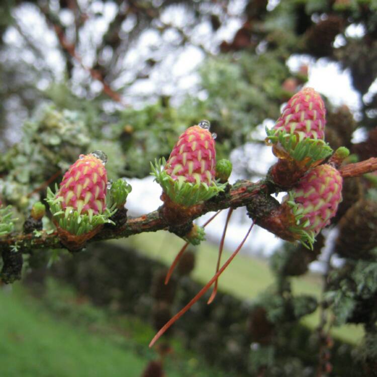 Plant image Larix