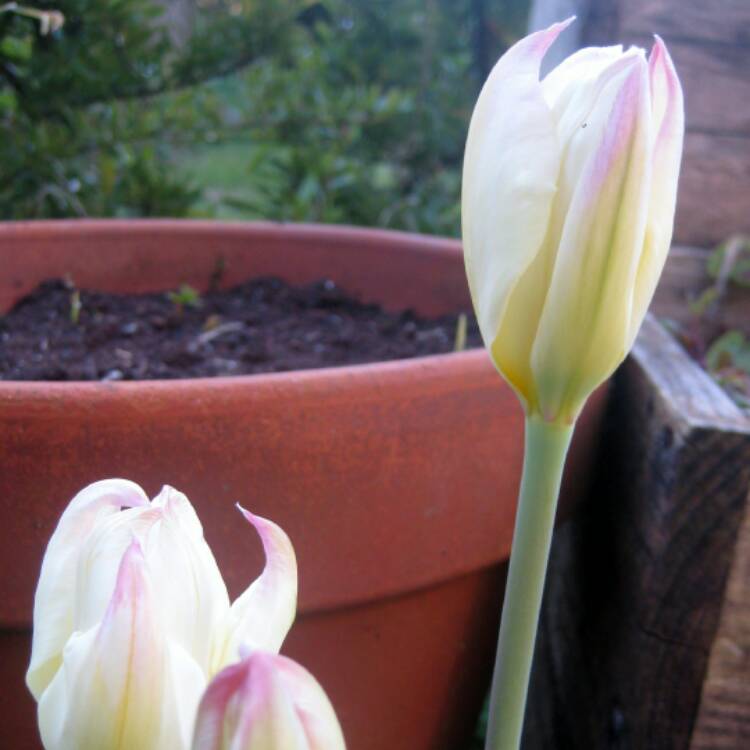 Plant image Tulipa 'Purissima' syn. Tulipa 'White Emperor'