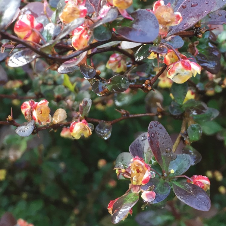 Plant image Berberis