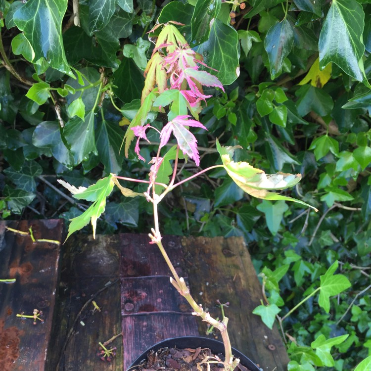 Plant image Acer palmatum 'Taylor'