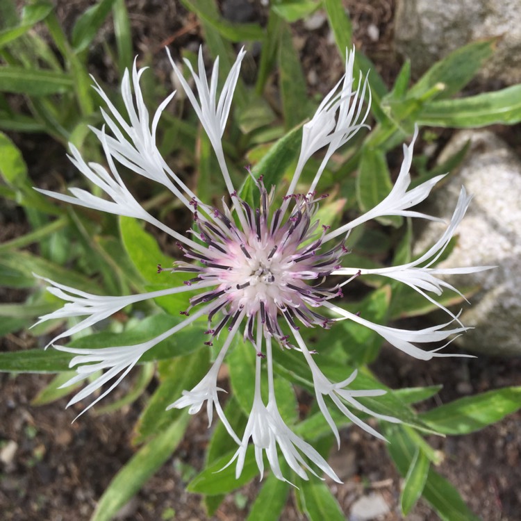 Plant image Centaurea montana 'Alba'