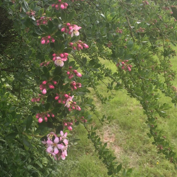 Plant image Cotoneaster