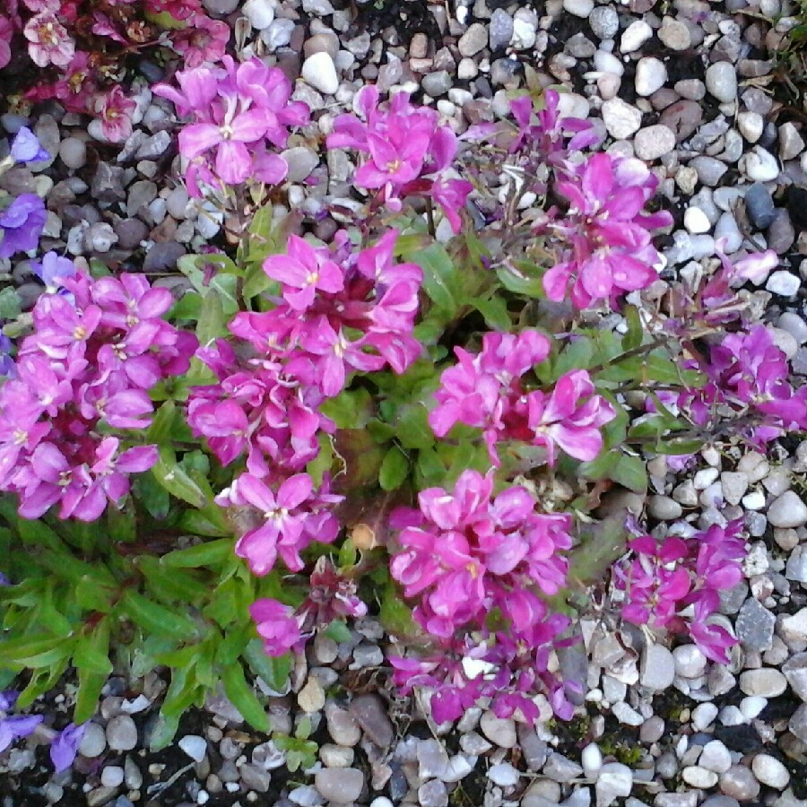 Plant image Arabis alpina 'Rosea'