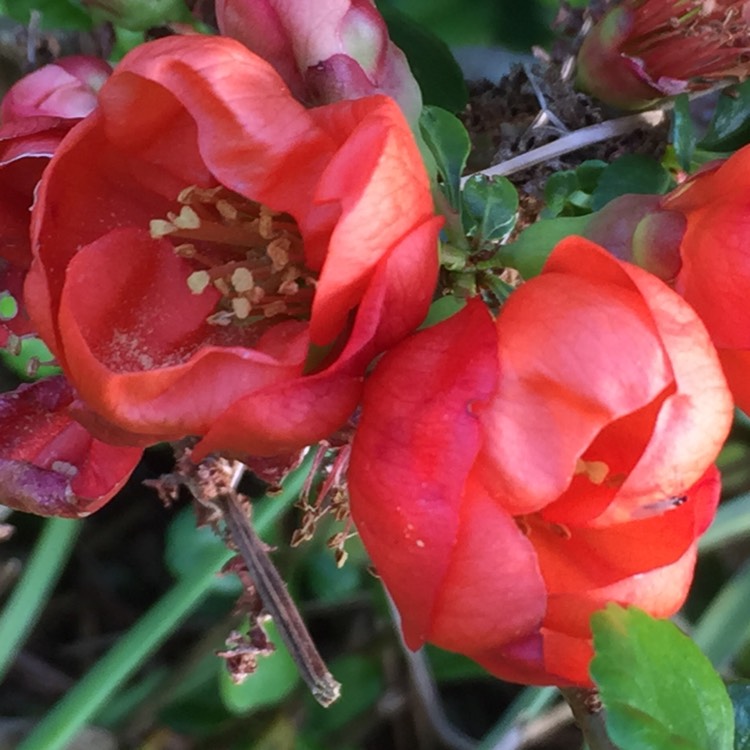 Plant image Chaenomeles