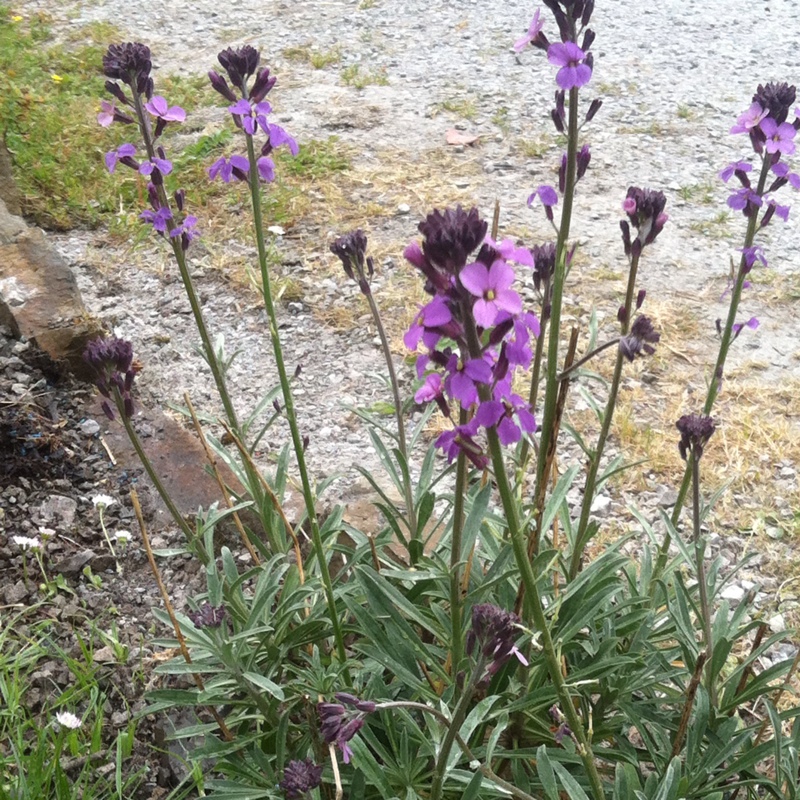 Wallflower 'Bowles's Mauve'