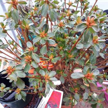 Japanese Azalea 'Hino Crimson'