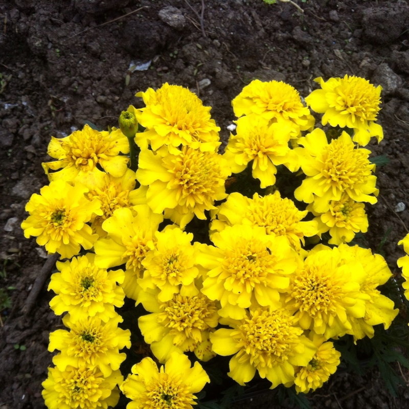 French marigold