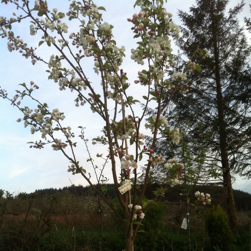 Crab Apple 'Evereste'