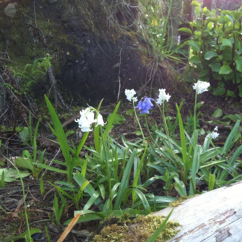 Spanish Bluebell