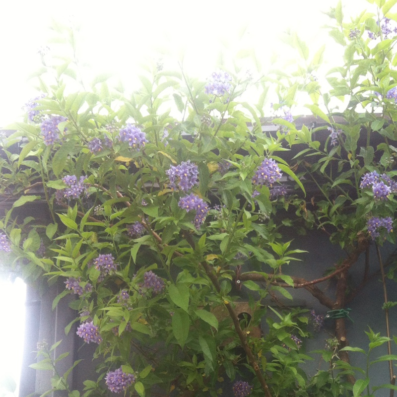 Chilean Potato Vine/Mexican Potato Vine