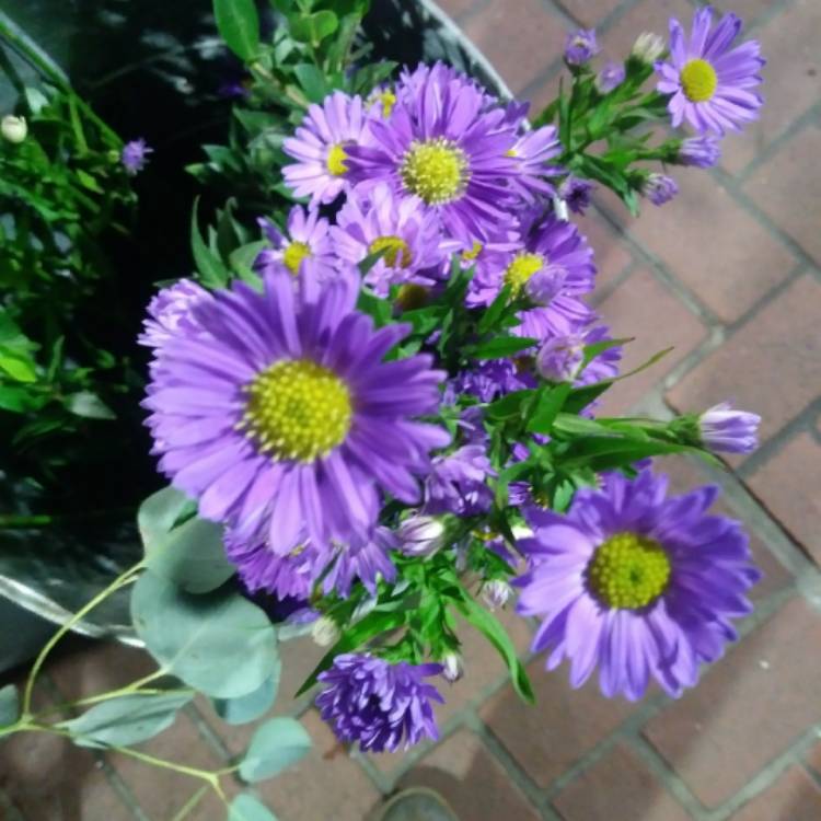 Plant image Aster x frikartii 'Jungfrau'