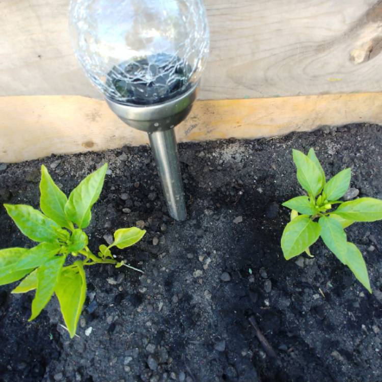 Plant image Capsicum Annuum 'Hungarian Wax'