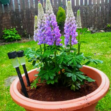 Lupin'Purple Swirl'