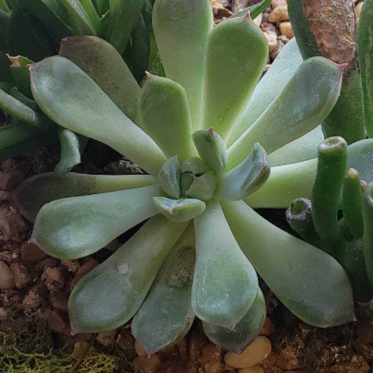 Plant image Echeveria Pink Edge