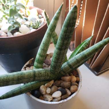 Sansevieria cylindrica