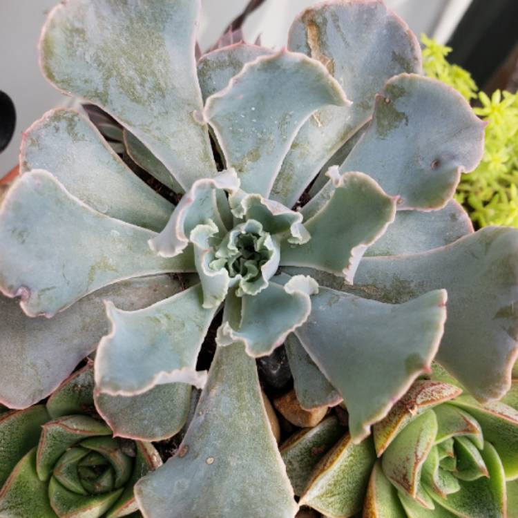 Plant image Echeveria Frilly Maid