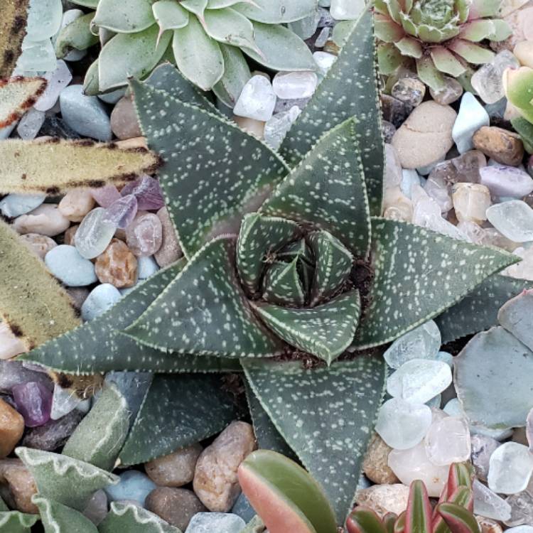 Plant image Haworthia Venosa ssp. Tessllata