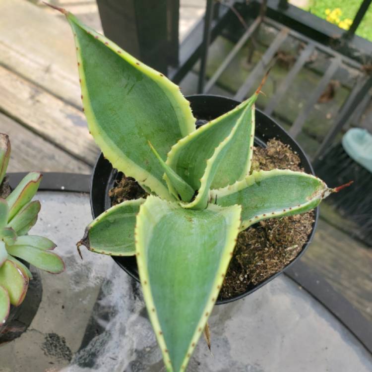 Plant image Agave guiengola 'Creme Brule'