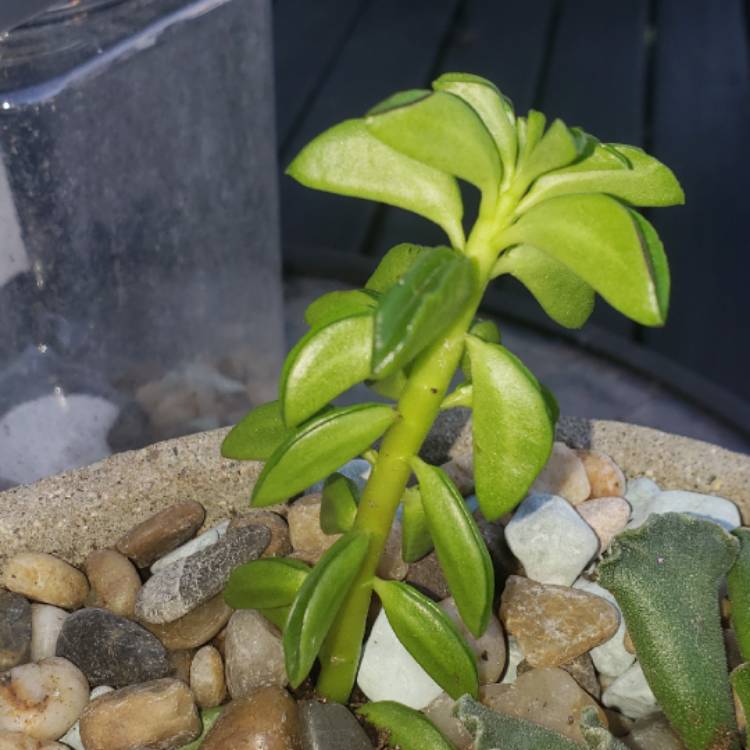 Plant image Peperomia nivalis