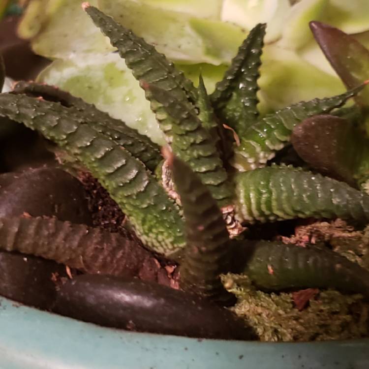 Plant image Haworthiopsis limifolia 'Black Knight' syn. Haworthia limifolia 'Black Knight'