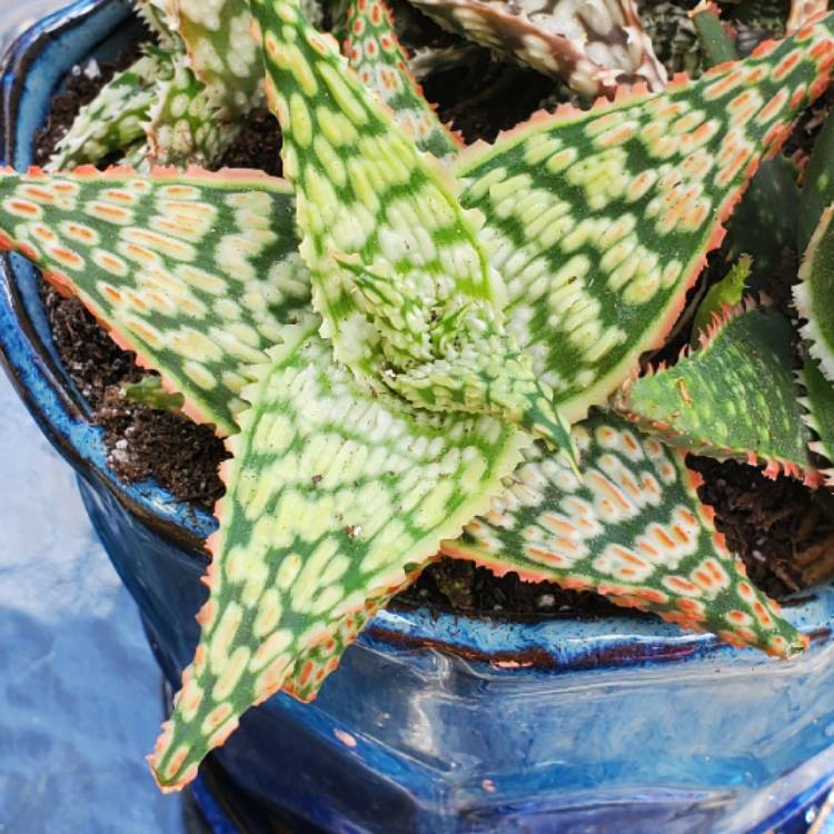 Plant image Aloe hybrid 'Pink Blush'