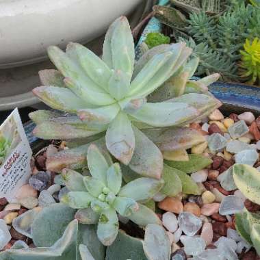 Graptosedum 'Darley Sunshine'