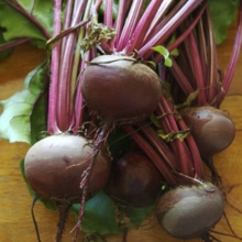 Beta Vulgaris